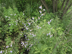 Adenophora divaricata