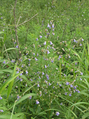 Adenophora divaricata