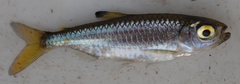 Micralestes acutidens