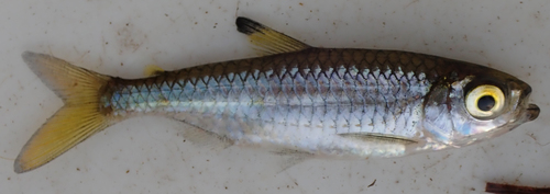 Sharptooth tetra (Micralestes acutidens) — Alestidae — 2