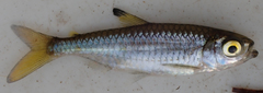 Micralestes acutidens