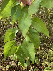 Maclura