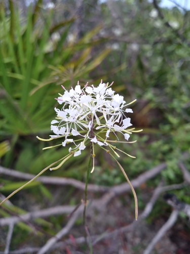 Image of Warea carteri by (c) Scott Ward, some rights reserved (CC BY)