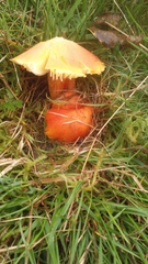 Hygrocybe intermedia