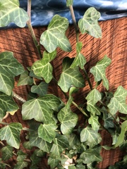 Hedera helix