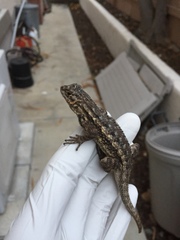 Sceloporus occidentalis