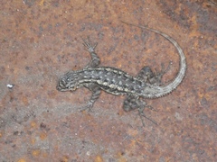 Sceloporus occidentalis