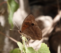 Junonia nigrosuffusa