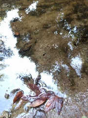 Pseudacris hypochondriaca