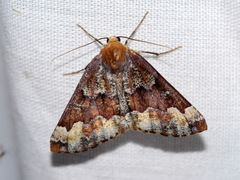 Caripeta pulcherrima
