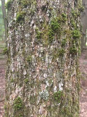 Tilia americana americana
