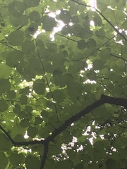 Tilia americana americana