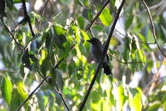 Thamnophilus punctatus