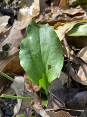 Plantago cordata