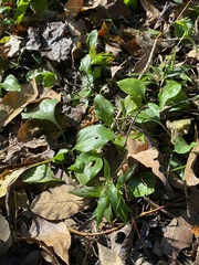 Plantago cordata