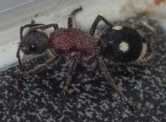 Dolichomutilla sycorax