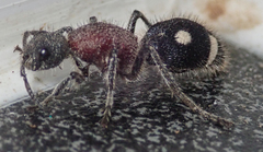 Dolichomutilla sycorax