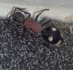 Dolichomutilla sycorax