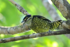 Ampelioides tschudii