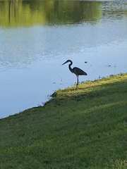 Ardea herodias