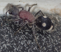 Dolichomutilla sycorax