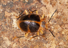 Corynomalus vestitus