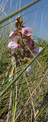 Image of Eulophia latilabris