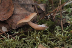 Lactarius tabidus