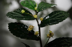 Elatostema dissectum