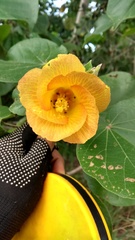 Hibiscus tiliaceus pernambucensis