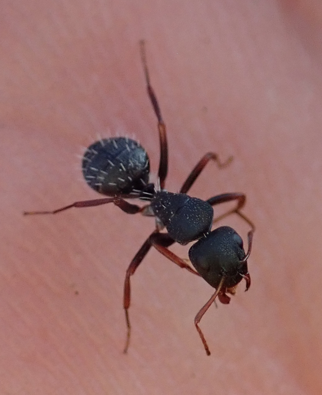 Camponotus grandidieri