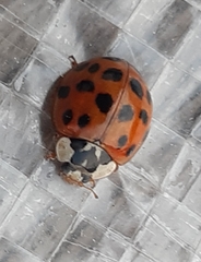Harmonia axyridis