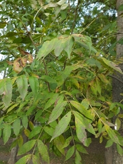 Fraxinus