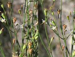 Wahlenbergia androsacea