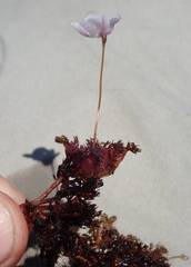 Utricularia benjaminiana image