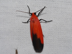 Ptychoglene coccinea