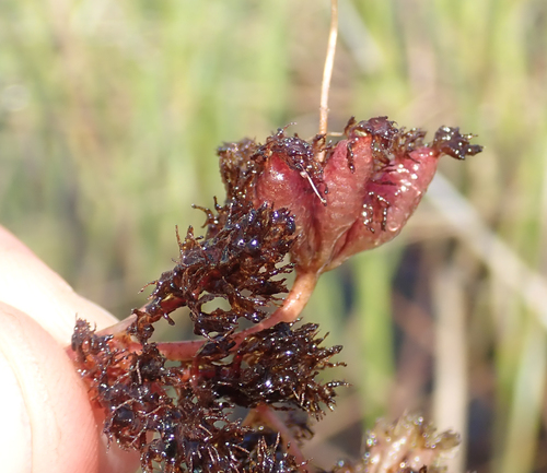 Utricularia benjaminiana image