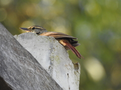 Syndactyla rufosuperciliata