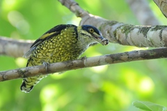 Ampelioides tschudii