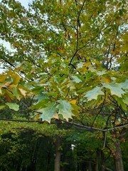 Quercus