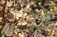 Hermannia scordifolia