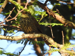 Syndactyla rufosuperciliata