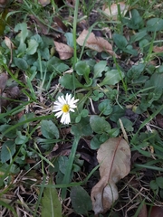 Bellis perennis