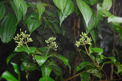 Viburnum erubescens