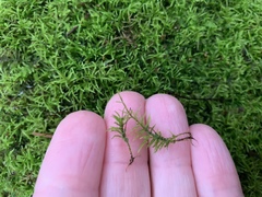 Sciuro-hypnum starkei