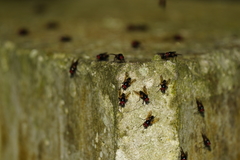 Hydrotaea chalcogaster