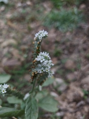 Heliotropium ellipticum