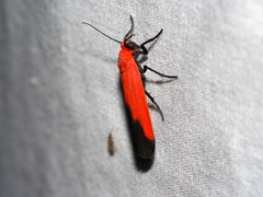 Ptychoglene coccinea
