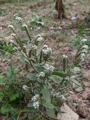 Heliotropium ellipticum