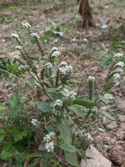 Heliotropium ellipticum